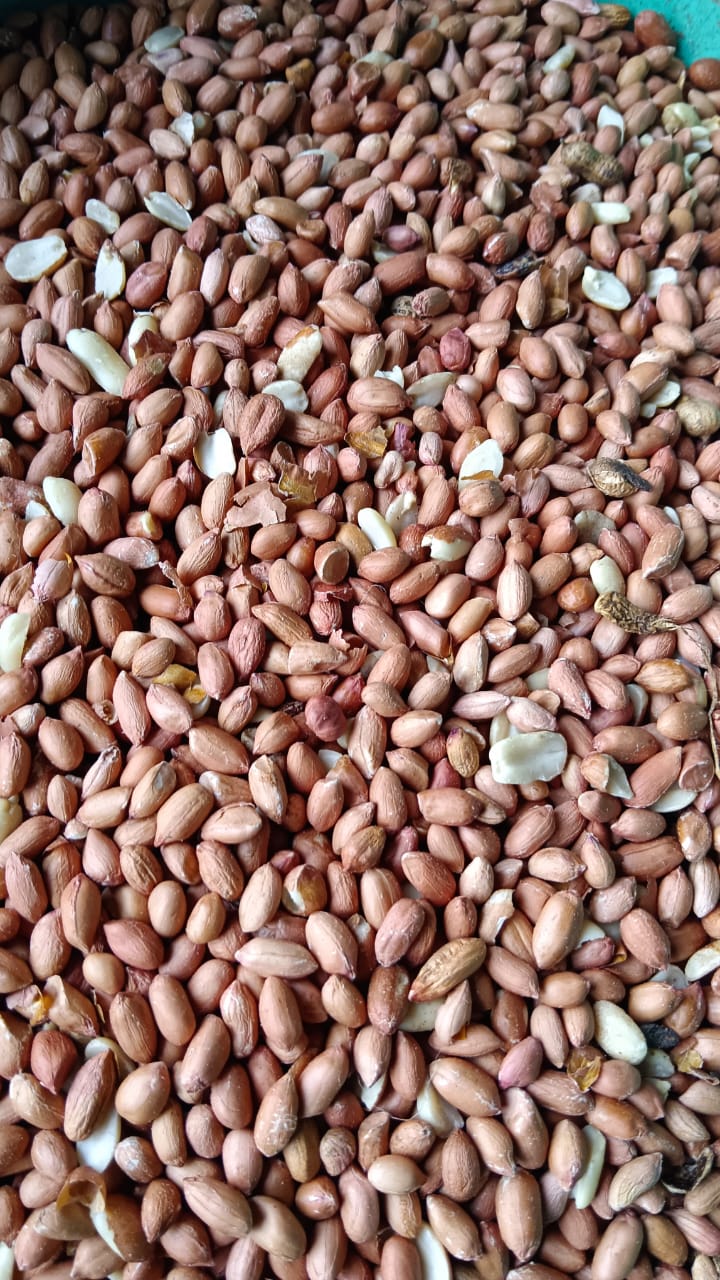 GROUNDNUT SEEDS