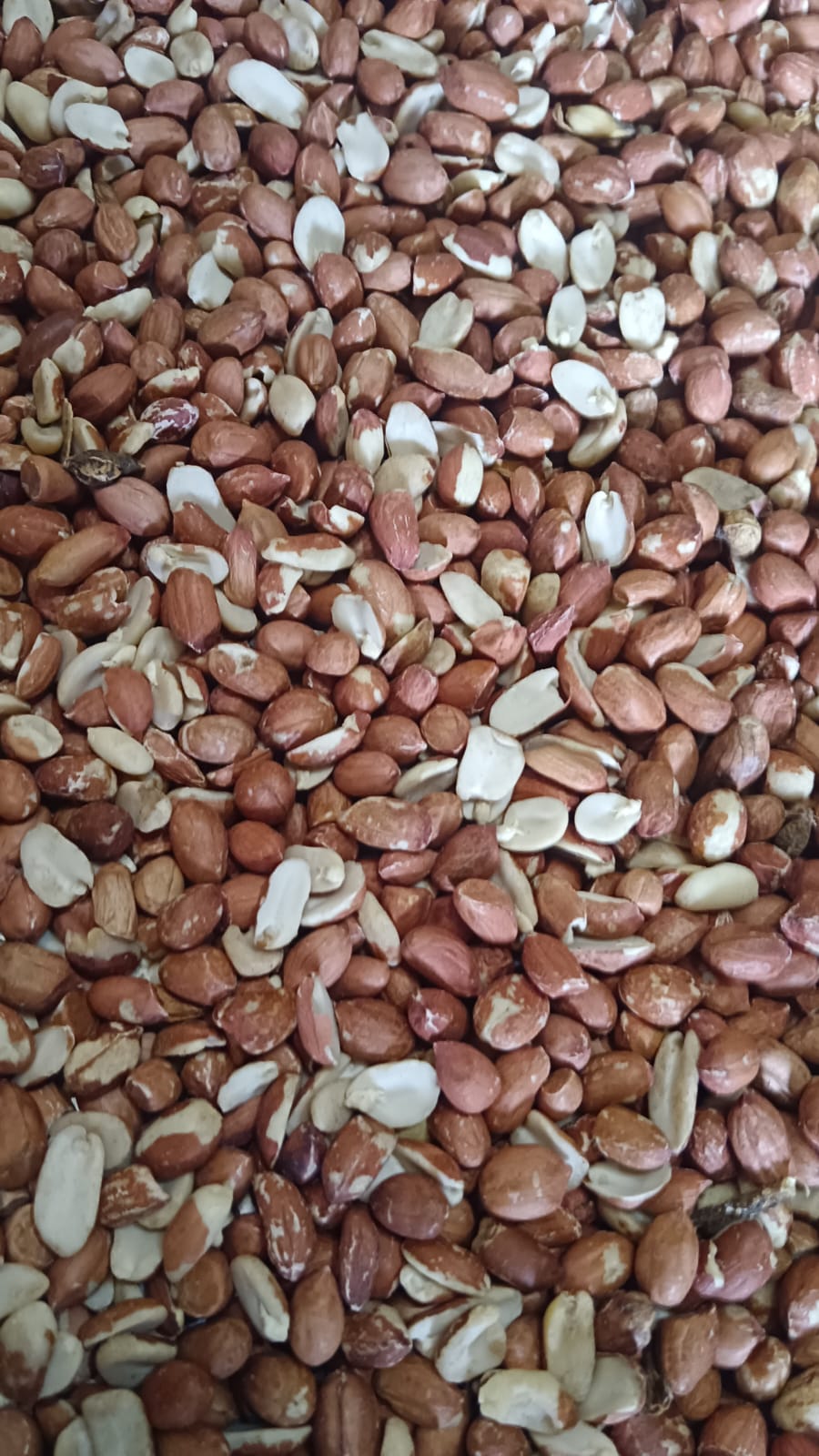 GROUNDNUT SEEDS